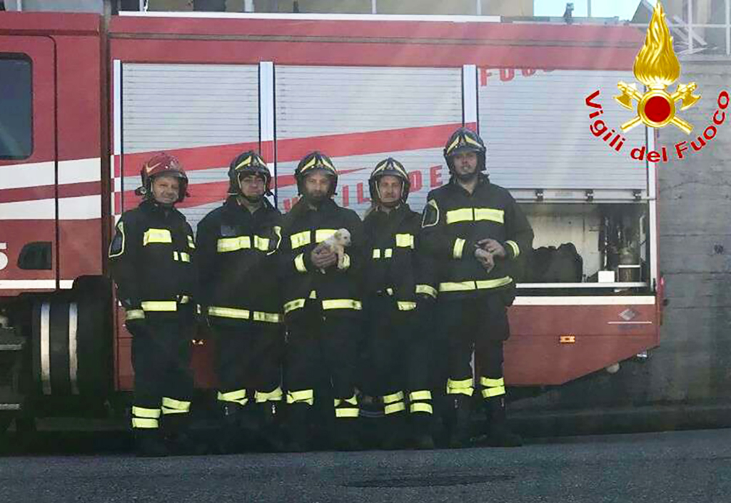 Cucciolo caduto in un tombino a Vibo, salvato dai vigili del fuoco 