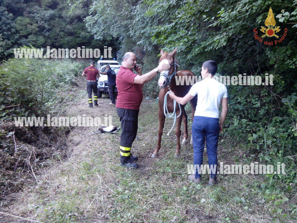 vigili-del-fuoco-cavallo-catanzaro-giugno-2013.jpg