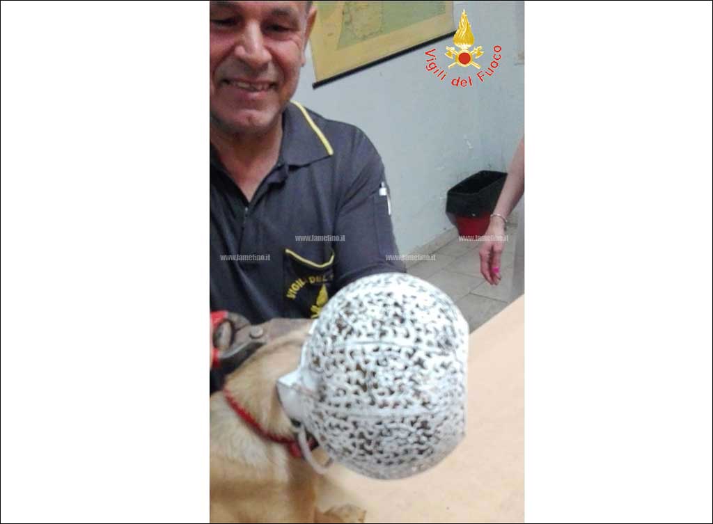 Lamezia, vigili del fuoco liberano cucciolo rimasto incastrato in paralume