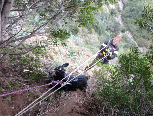Calabria: Vigili del fuoco salvano tre cagnolini caduti in burrone