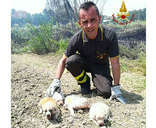 Cagnolini rischiano di morire in incendio sterpaglie nel crotonese, salvati dai vigili del fuoco