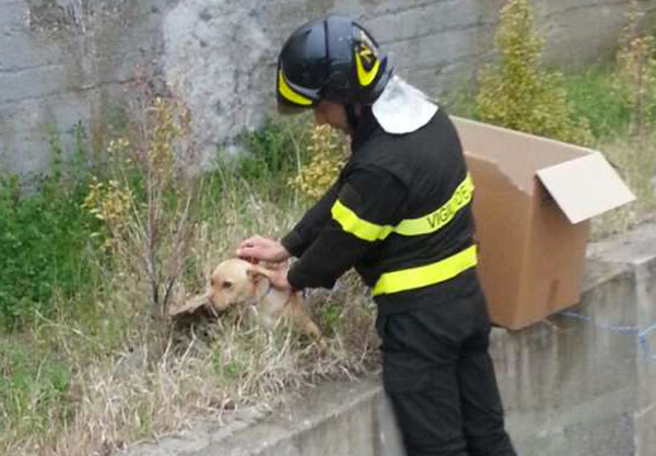 vigili-fuoco-cz-cucciolo-salavtaggio.jpg