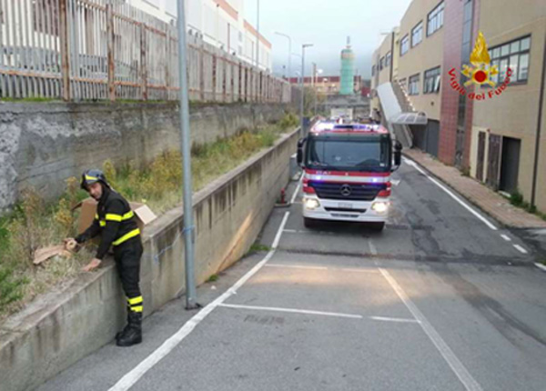 Vigili del fuoco salvano cucciolo a Catanzaro