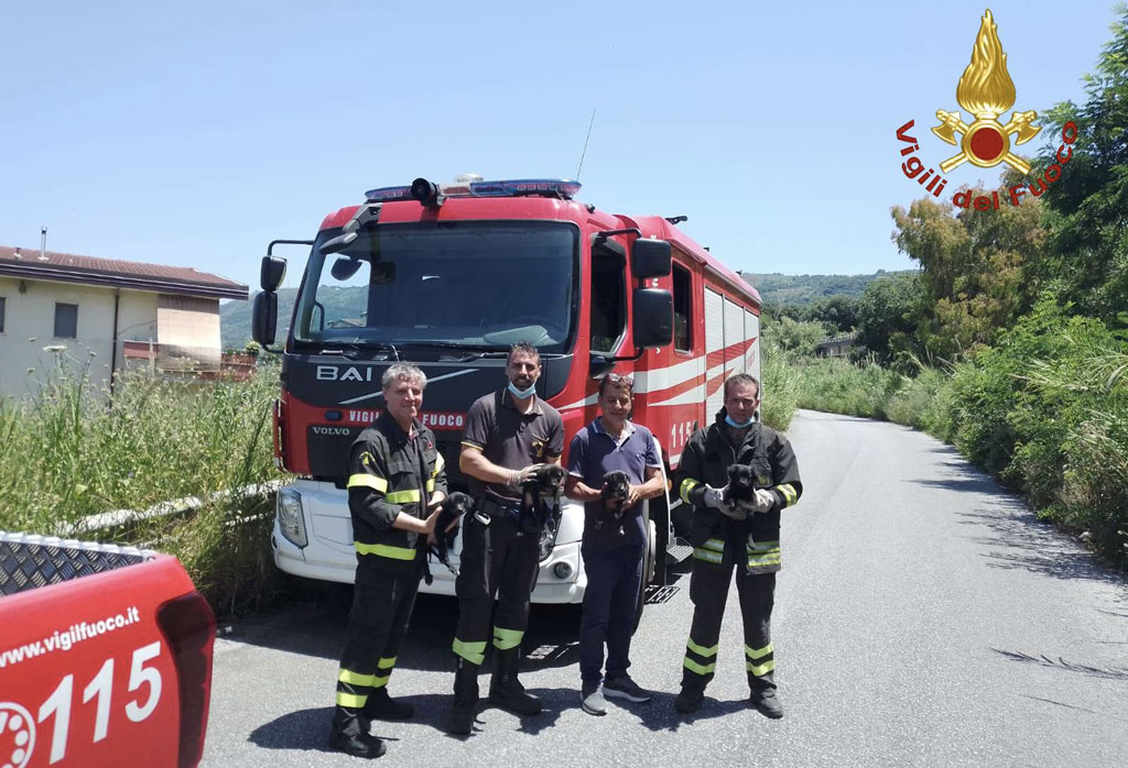 Vigili del Fuoco recuperano 4 cagnolini nel Vibonese