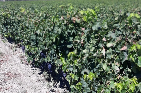 Vendemmia 2020, Coldiretti: "Aspettative ottime e qualche preoccupazione per meteo e pericolo cinghiali"