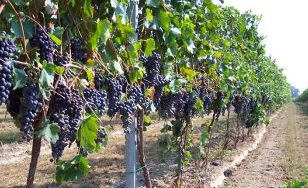 Emergenza Coronavirus, incontro tra Regione e produttori comparto vitivinicolo per evitare tracollo settore