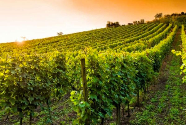 Regione, 3 milioni di euro per cooperazione e ricerca in agricoltura