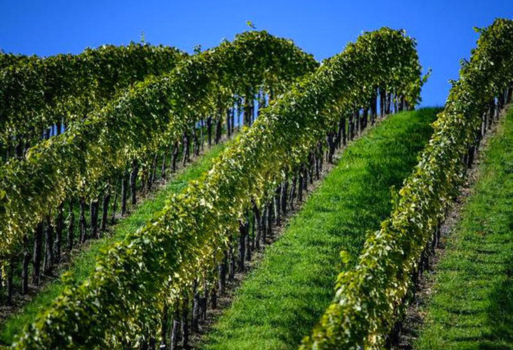 Regione, assessore Gallo: "Più di un milione di euro per ammodernamento vigneti calabresi"