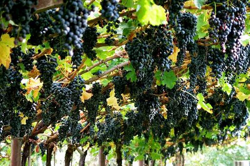 Coldiretti Calabria, iniziata vendemmia: uve sane e buona qualità 