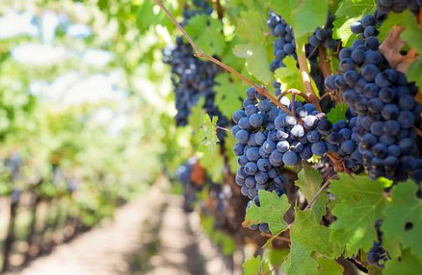 Calabria al sesto posto nazionale per produzione di vini biologici