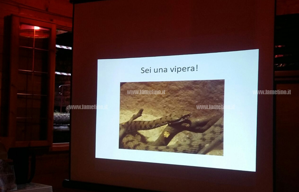 vipera.jpg