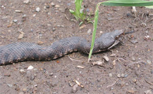Calabria: Turista morso da vipera tratto in salvo, sta bene