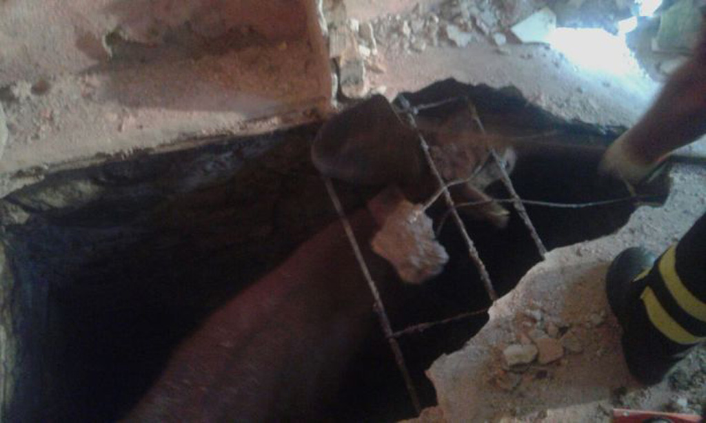Salvato vitello bloccato in una buca nel cosentino