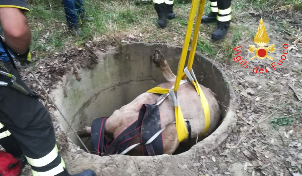Vitello cade in un pozzo, salvato dai vigili del fuoco nel Crotonese