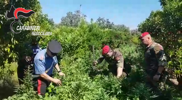 Piantagione di canapa indiana sequestrata nel reggino 