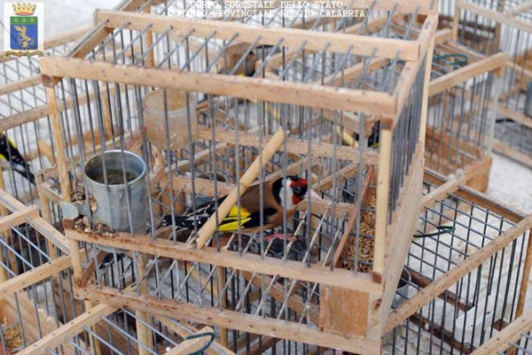 Detenevano illegalmente volatili di specie protetta, 4 denunce nel reggino