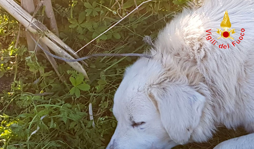 Lamezia, cane finisce in trappola per cinghiali: liberato dai vigili del fuoco 