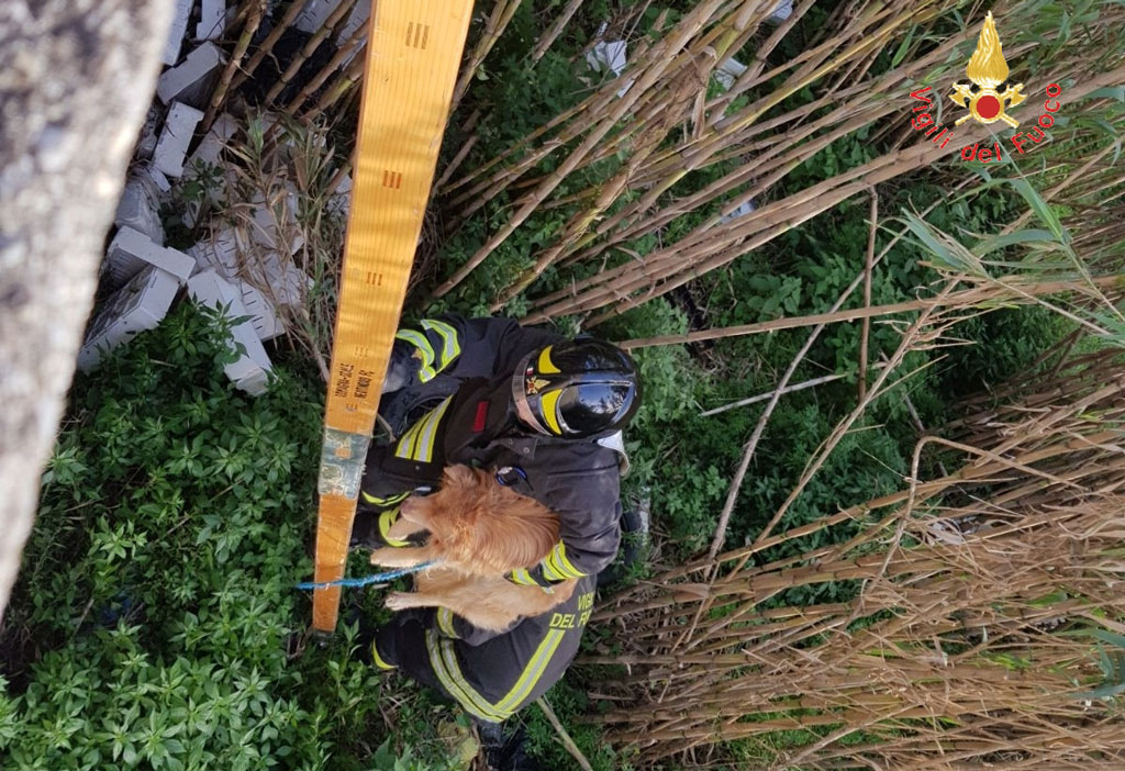 Cane cade in alveo del torrente Fiumarella, recuperato da vigili del fuoco  