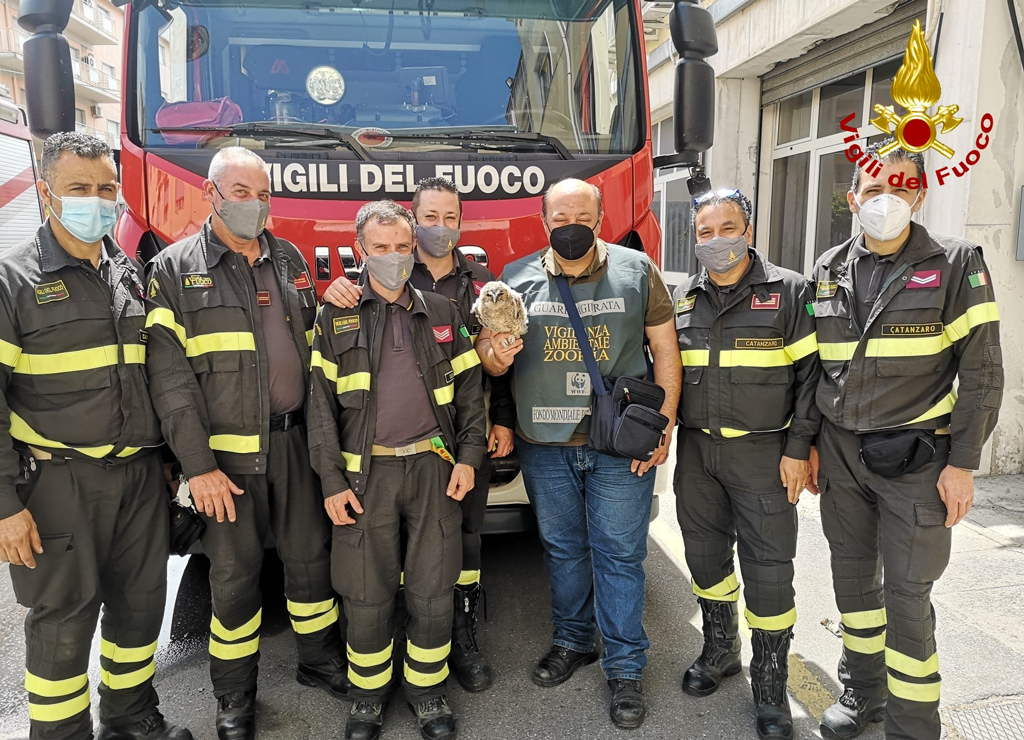 Piccolo rapace salvato dai vigili del fuoco a Miglierina