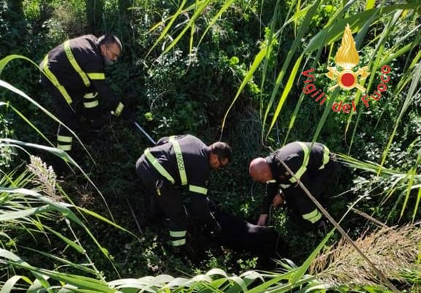 Lamezia, cane cade in canalone per l'irrigazione: salvato dai vigili del fuoco