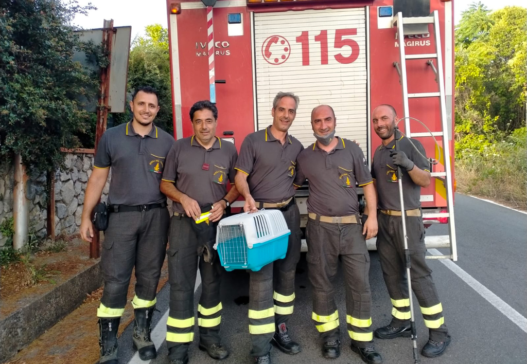 Lamezia, Vigili del fuoco salvano gattina bloccata su un albero