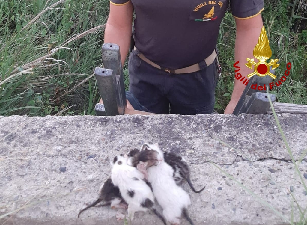 Vigili del fuoco salvano gattini abbandonati a Sellia Marina