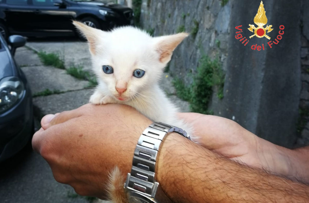 Gattino scivola e resta appeso ad un cespuglio su antiche mura a Catanzaro, salvato 