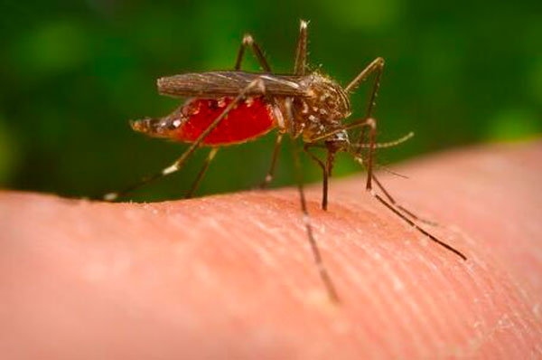 west-nile-zanzara_8e4b6_6e796_0dc8f.jpg