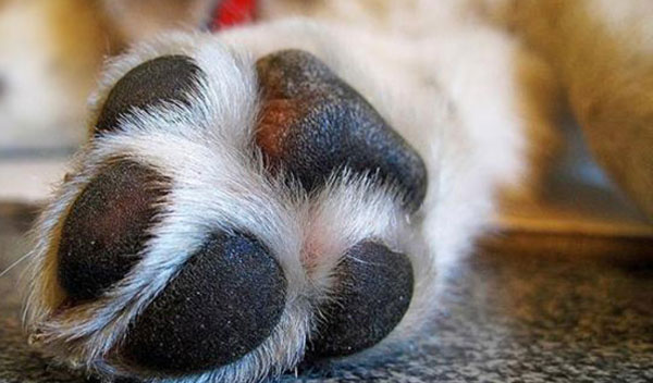 Cagnolina lapidata e sepolta in Calabria, la denuncia di Aidaa