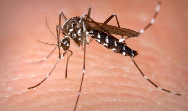 Mosquito Day, zanzare sorvegliate speciali in Italia