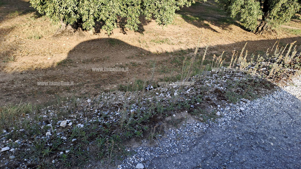 zocca4_57615.jpg