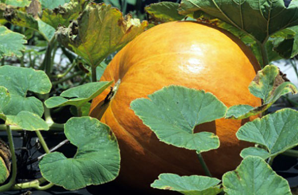 Legambiente Girifalco: il 27 agosto la gara della zucca più pesante