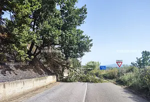 albero-2026-07-21-alle-17.02.45_ff3f8.jpg