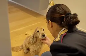 video-animali_f7697.png