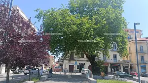 platano-piazza-mazzini-2024-05-19-at-15.02.20_8b042_e3303_4d7c5.jpg