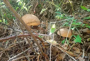funghi-2026-07-26-alle-09.11.23_88574.jpg