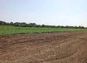campo-caporalato_a46ba.jpg