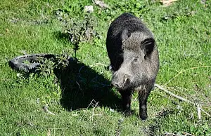 peste-suinadf298149e5_296ca_c1b66_34177.jpg