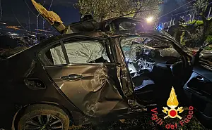 incidente-platania1_cda02_c7d41.jpg