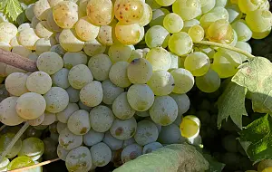 vendemmia-calabria_d6d21.jpg