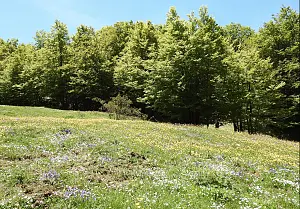 natura7.42_0f4b1.jpg