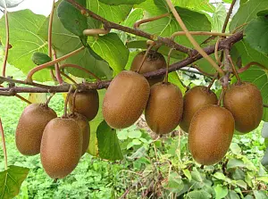 kiwi_822a1.jpg