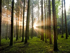 Foresta-ok_fa0f9_367df.jpg