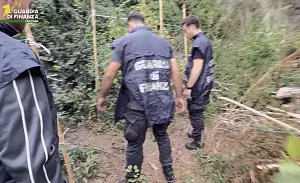 CANNABIS-CROTONE_273e6.png
