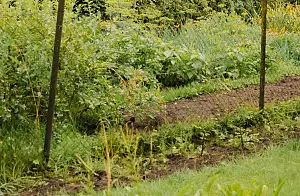 terreno-siepe1_f8278.jpg