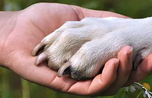 cani-tutela_5d734_b8e3f_6c5fc_e1be2.jpg