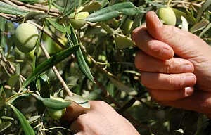 olive_73f87_902dd_d601a_39bb9_6b783.jpg