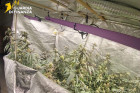 Operazione “Home Cannabis Factory” a Cosenza, sequestrato laboratorio da 1 milione di euro per coltivazione marijuana: un arresto Gdf5_1607d.jpg
