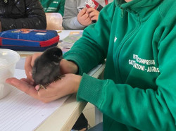 Lamezia, all’IC Gatti-Manzoni-Augruso nasce il pulcino “Fortunato”: 21 giorni di incubazione seguiti dagli studenti Nascita_del_pulcino_a_scuola_3_b5683.jpeg