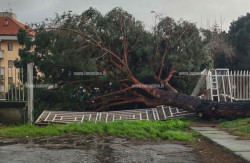 Lamezia, sfiorata la tragedia in zona ospedale: pino si abbatte su auto. Illesi gli occupanti albero-caduto12-at-16.14.46_52cd5.jpg